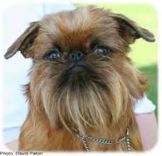 Griffon Bruxellois Dog Breeds