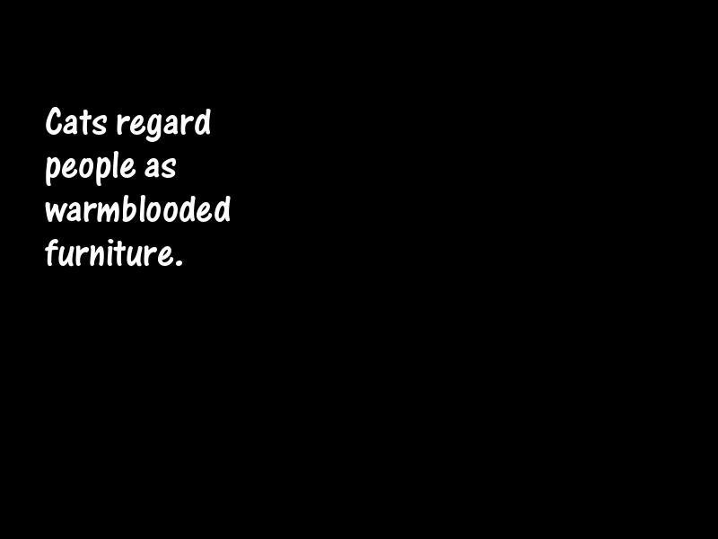 Pets Motivational Quotes