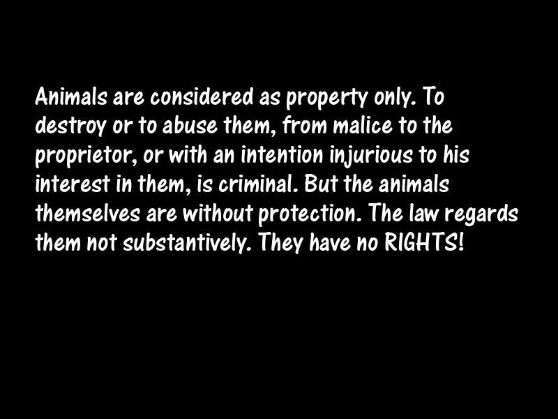 Animals Motivational Quotes