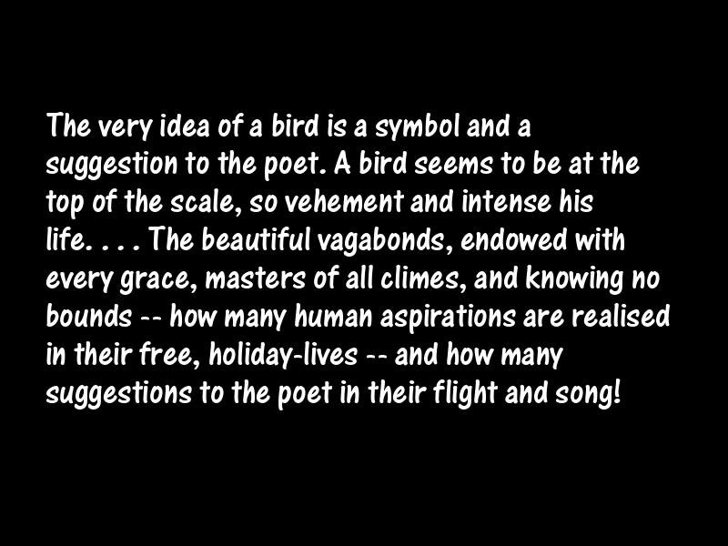 Birds Motivational Quotes