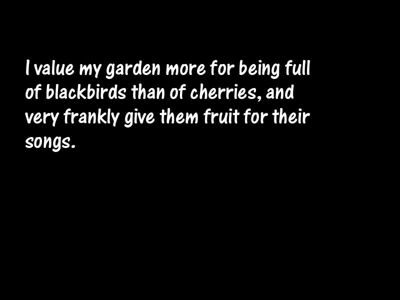 Birds Motivational Quotes