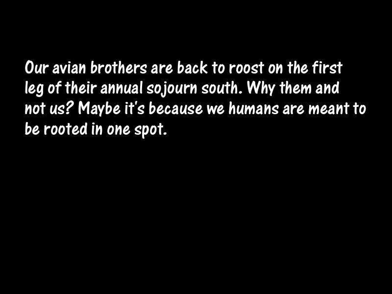 Birds Motivational Quotes