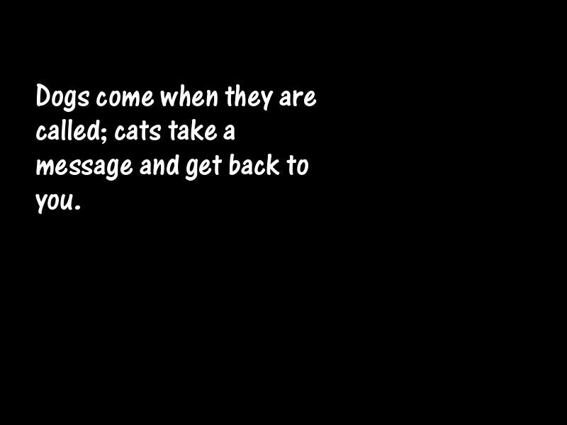 Cats Motivational Quotes