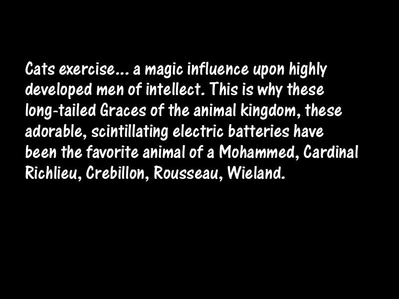 Cats Motivational Quotes