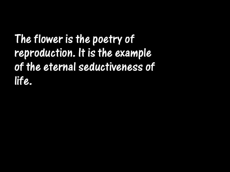 Flowers Motivational Quotes
